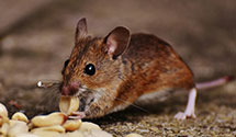 24 Hour & Emergency Exterminators in Savannah, MN
